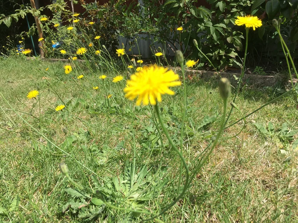 A cluster of yellow dandelions on lawn_plastering and rendering services_gk rend