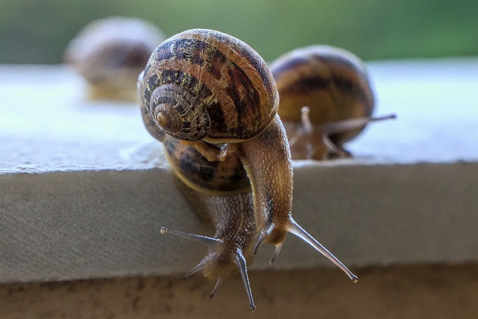 close up of snails on a window sill_plastering and rendering services_gk rend